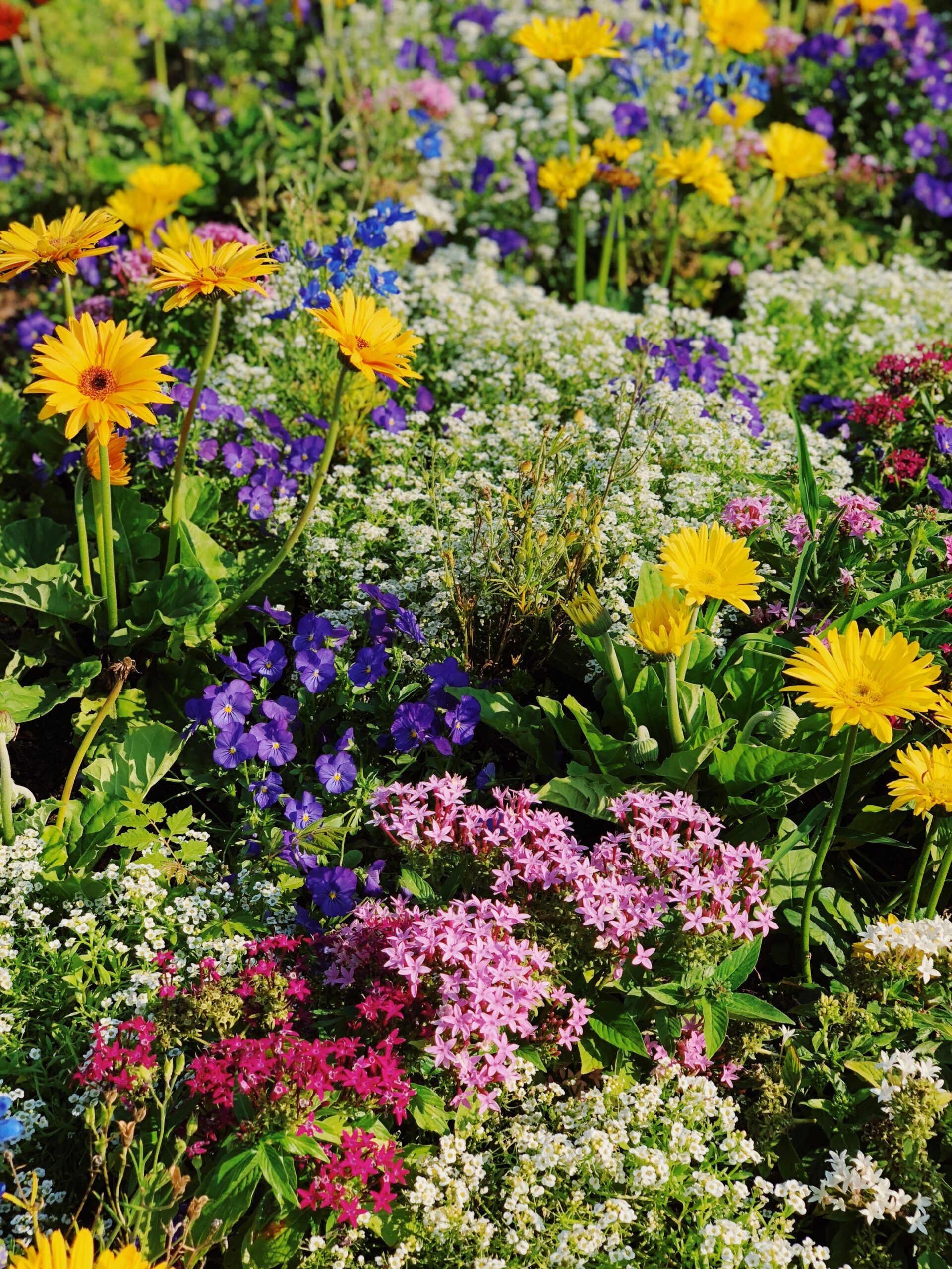 Garden and Yard Ideas