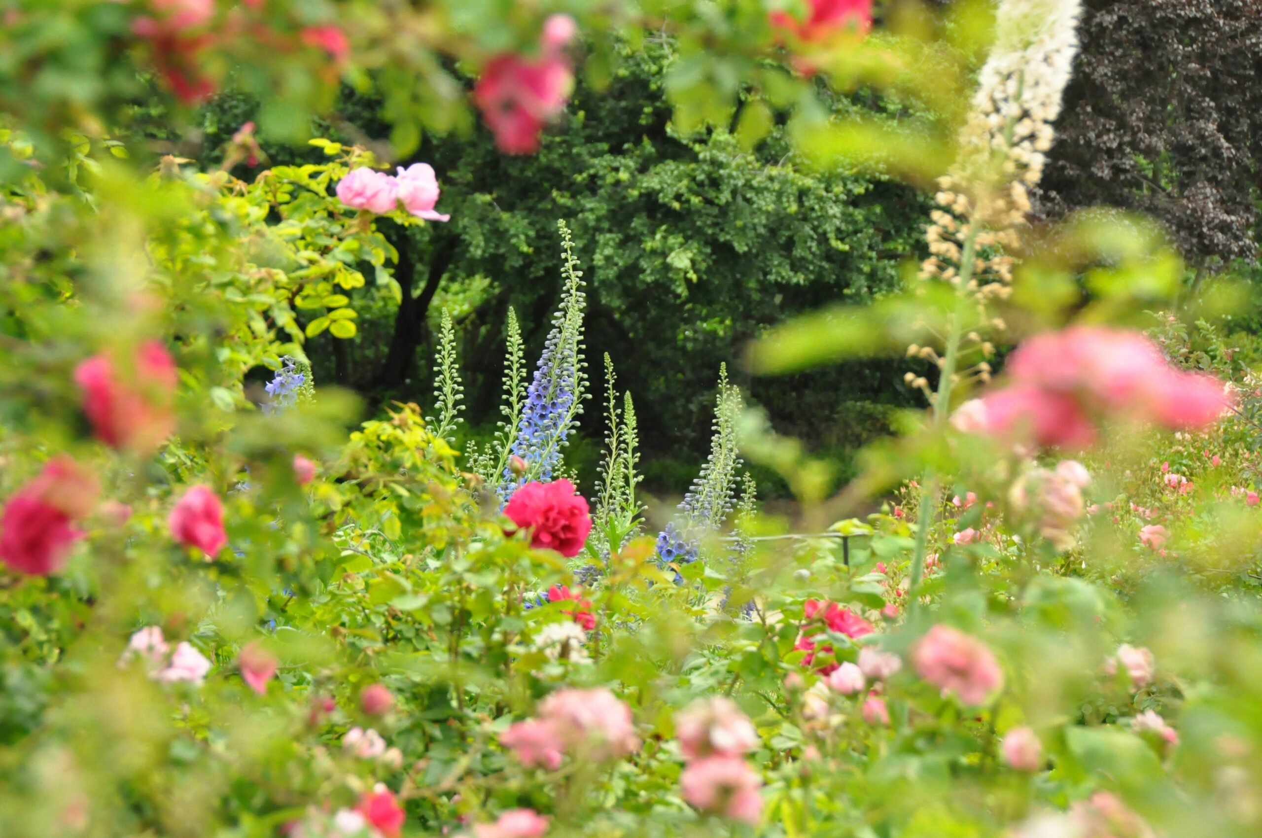 Garden Wildflowers